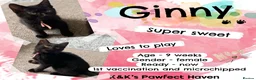 Domestic Shorthair cats for sale: Kittens & cats for adoption  - Advert 7