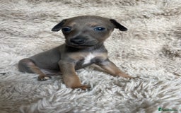 Mixed Breed dogs for sale: 3/4 Italian greyhound puppies  - Image 13