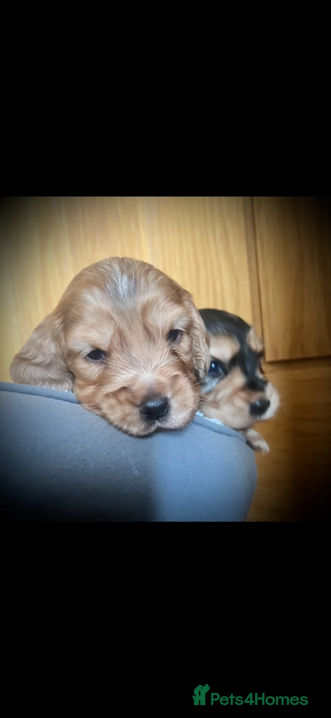 Cocker Spaniel dogs for sale: 5 beautiful KC registered Cocker Spaniels  in Brecon - Advert 12