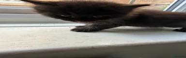 British Longhair 2