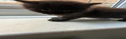 British Longhair cats for sale: Beautiful longhair kittens for SALE! - Advert 34