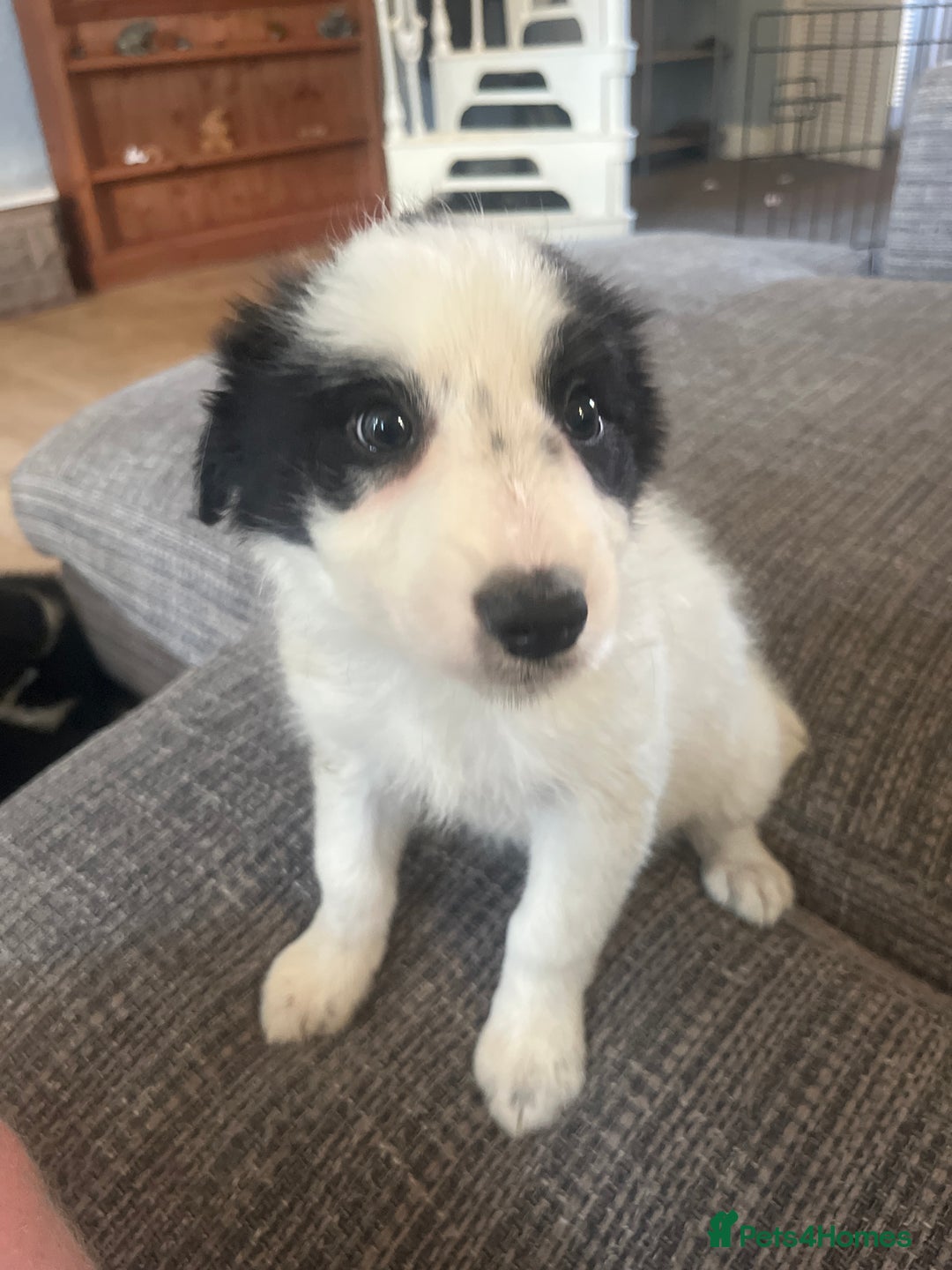 Border Collie dogs for sale: Border collie pup all white girl. - Image 5