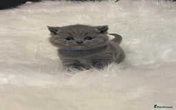 British Shorthair cats for sale: British Shorthair kittens - Image 5