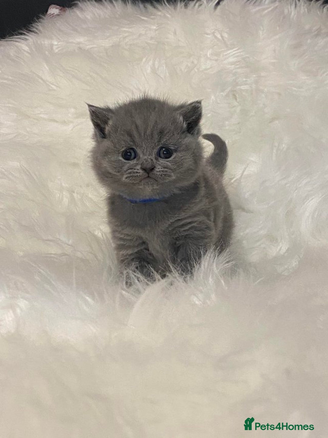 British Shorthair cats for sale: British Shorthair kittens - Image 5