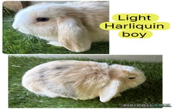 Mini Lop rabbits for sale: Beautiful, friendly mini lops  - Image 11