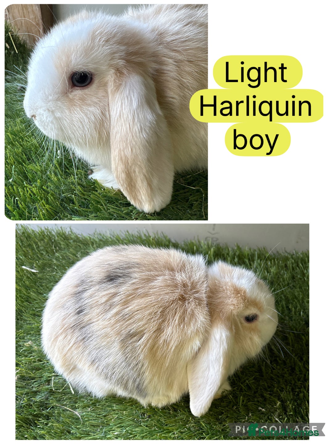 Mini Lop rabbits for sale: Beautiful, friendly mini lops  - Image 11
