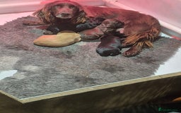 Cocker Spaniel dogs for sale: Kc registered working cocker spaniels - Image 4