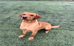Labrador Retriever dogs for stud: fox Red extensively health tested 0-0 hips in Swansea - Image 11