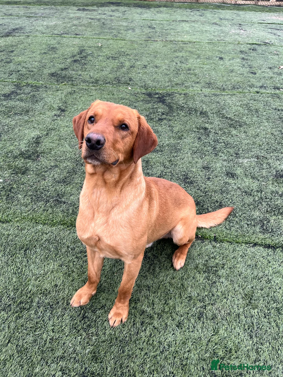 Labrador Retriever dogs for stud: fox Red extensively health tested 0-0 hips in Swansea - Advert 11