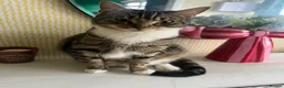 Mixed Breed cats for sale: Zula  - Advert 1