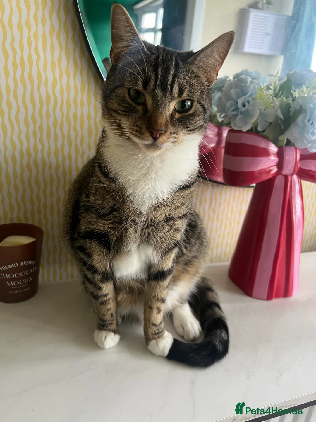 Mixed Breed cats for sale: Zula  - Advert 1