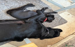 Mixed Breed dogs for sale: Mastador pup - Image 4