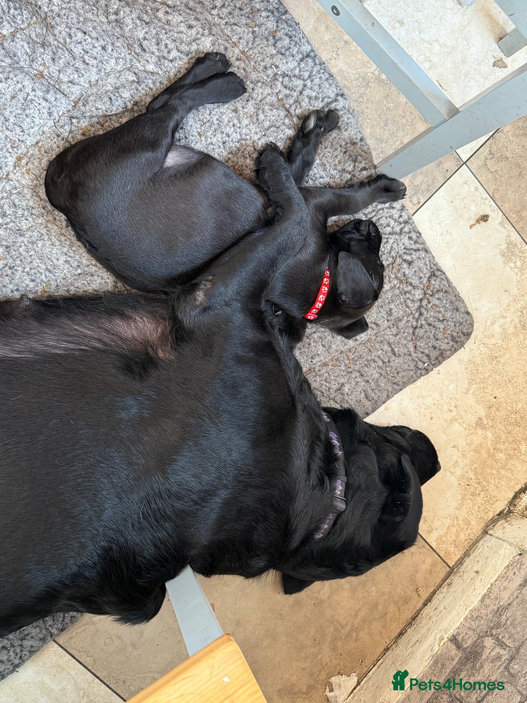 Mixed Breed dogs for sale: Mastador pup - Image 4