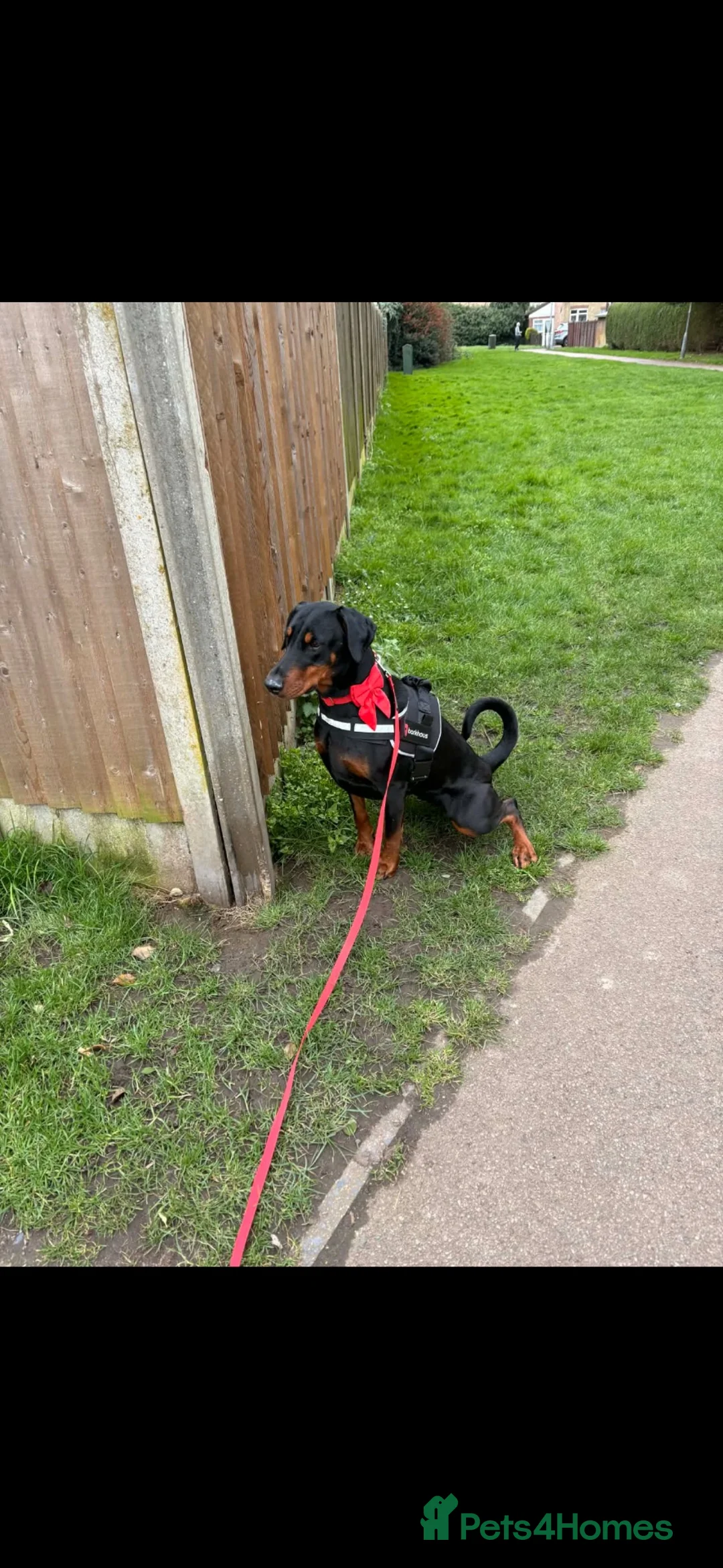 Dobermann dogs for sale: Storm  in Chatteris - Advert 1
