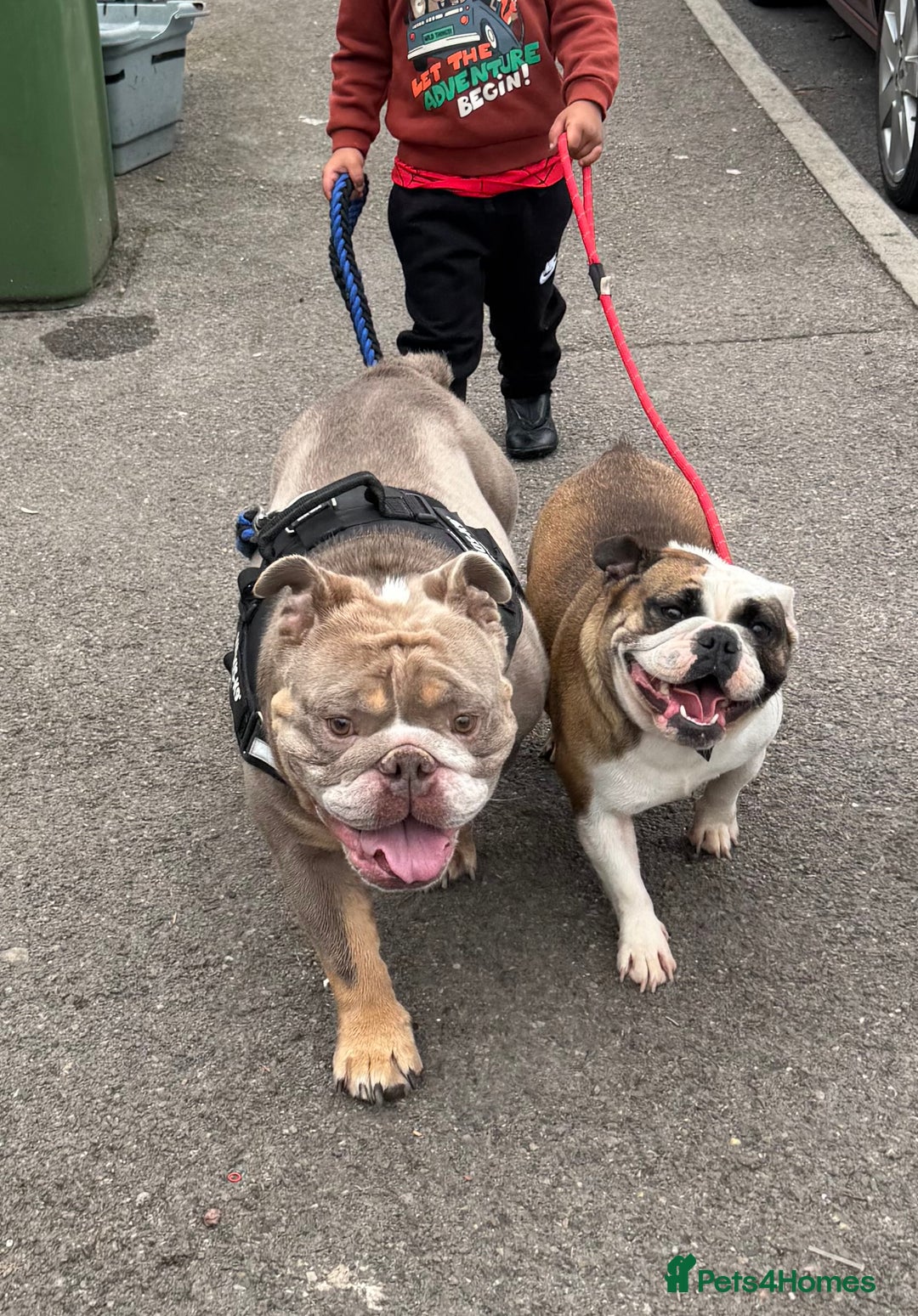 English Bulldog dogs for sale: Male miniature bulldog puppy - Advert 4