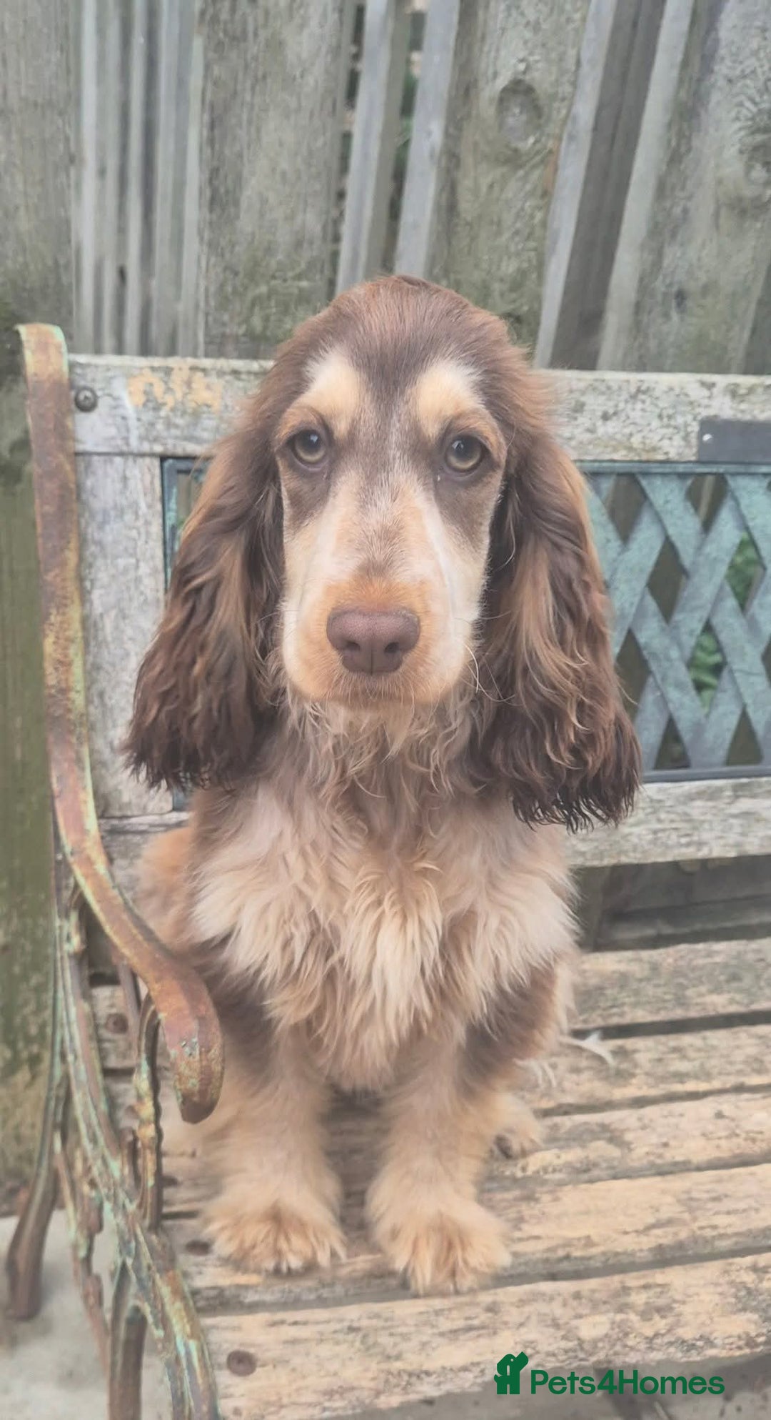 Cocker Spaniel dogs for sale: Show Cocker Chocolate Sable Roan GIRL 8m - Advert 4