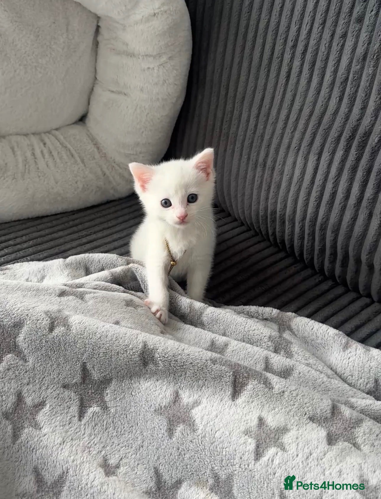 Mixed Breed cats Kitten - Advert 1