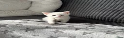 Mixed Breed cats for sale: Kitten - Advert 1