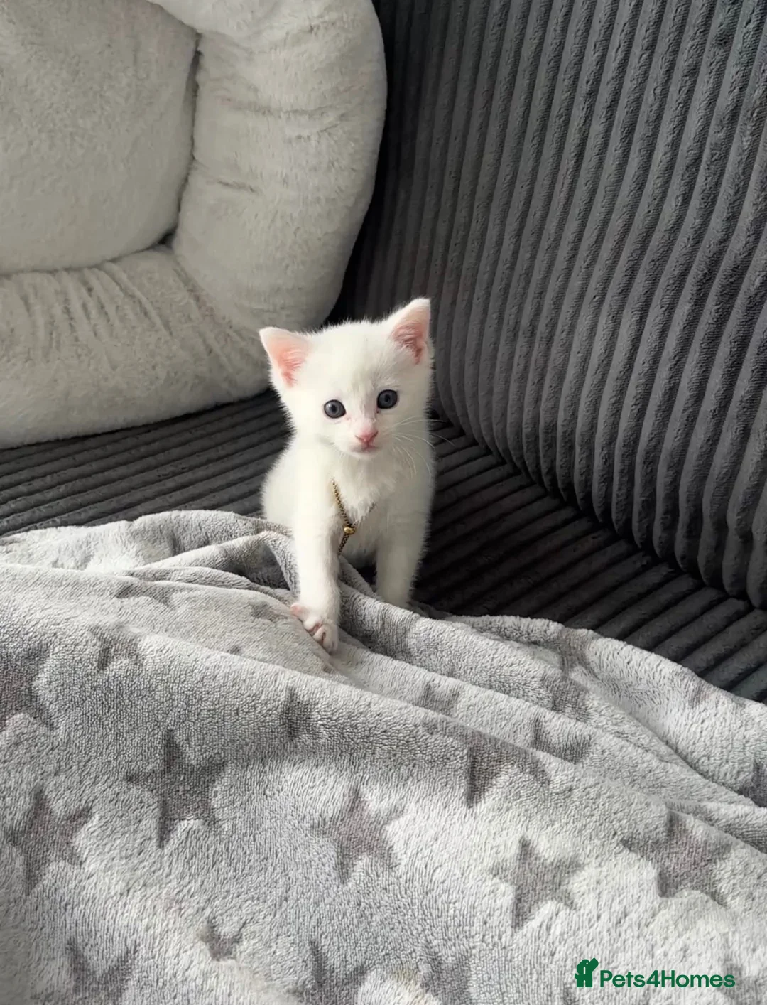 Mixed Breed cats for sale: Kitten - Advert 1