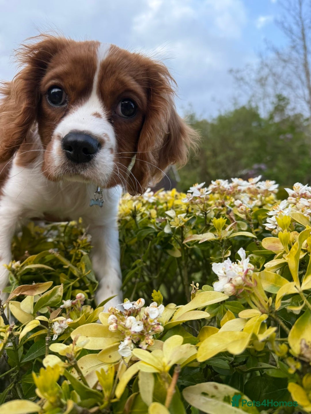 Cavalier King Charles Spaniel dogs for sale: 11 month King Charles Cavalier - Advert 4