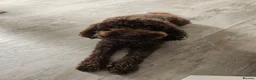 Miniature Poodle dogs for sale: Lovingly Raised Puppies , Miniature Poodles 🐩  - Advert 20