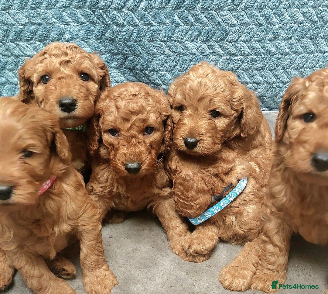 Cockapoo dogs for sale: Happy,healthy pups,F1b cockapoo,DNA tested parents - Advert 10