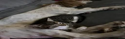 Domestic Shorthair cats for sale: Female tabby kitten ready for new home 05/10/2026 in Berkeley - Advert 5
