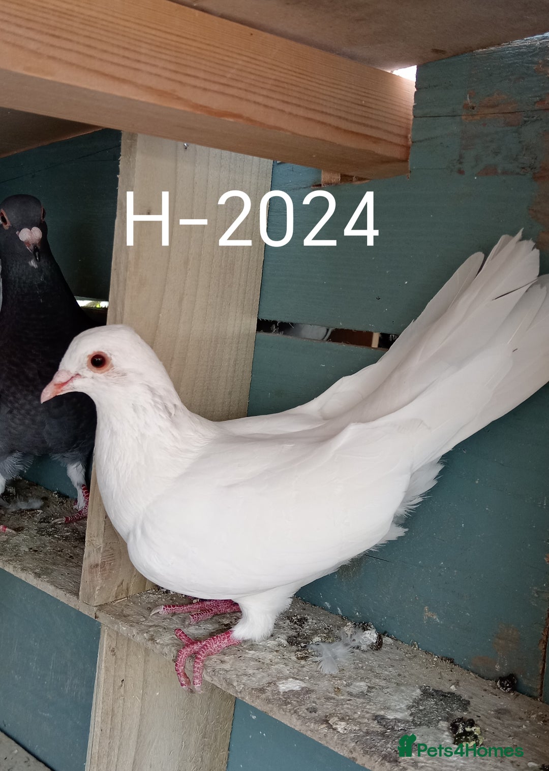 Pigeons birds for sale: Top Racers - Image 11