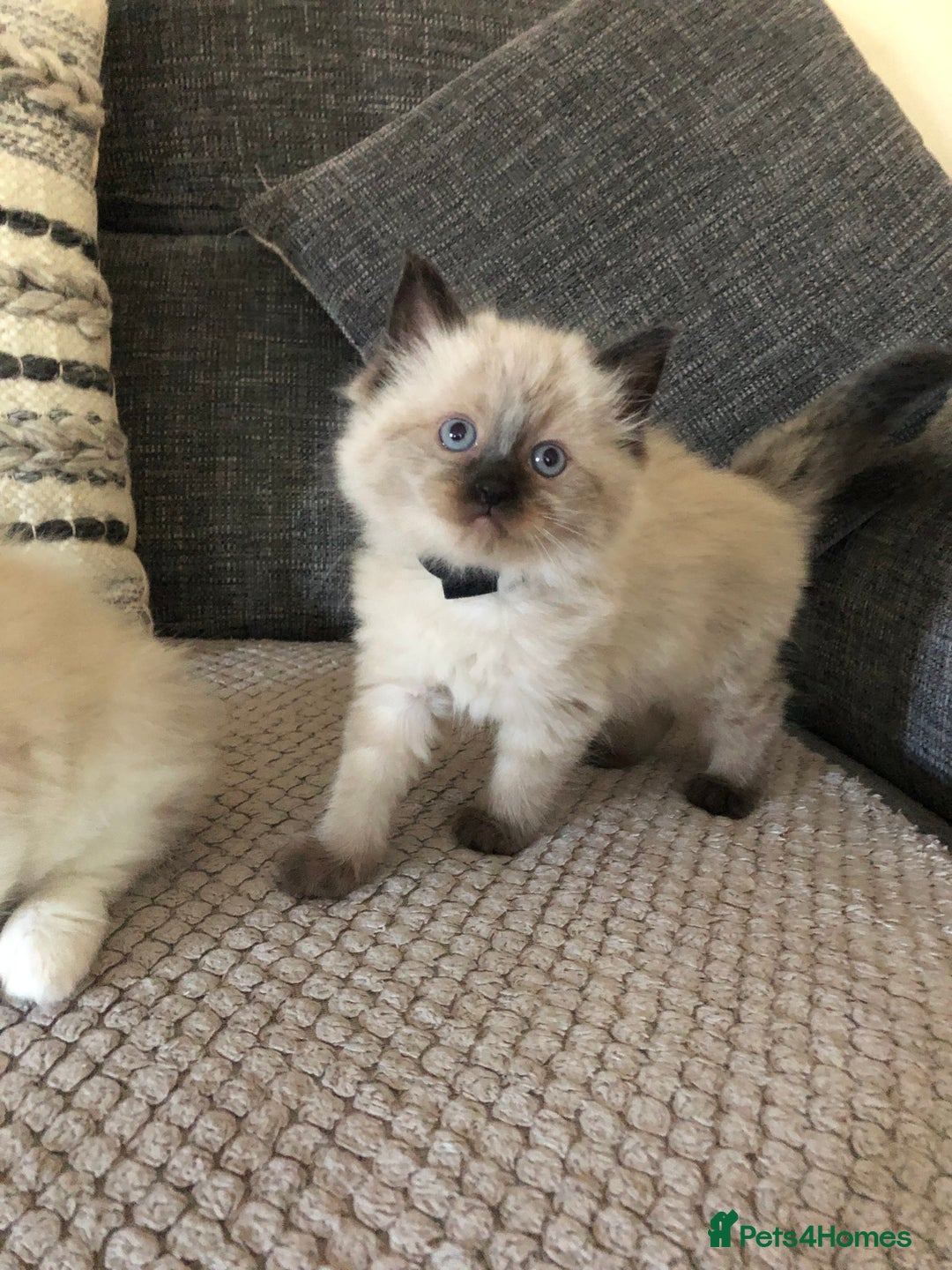 Ragdoll cats for sale: Beautiful Ragdoll kitties - Advert 5