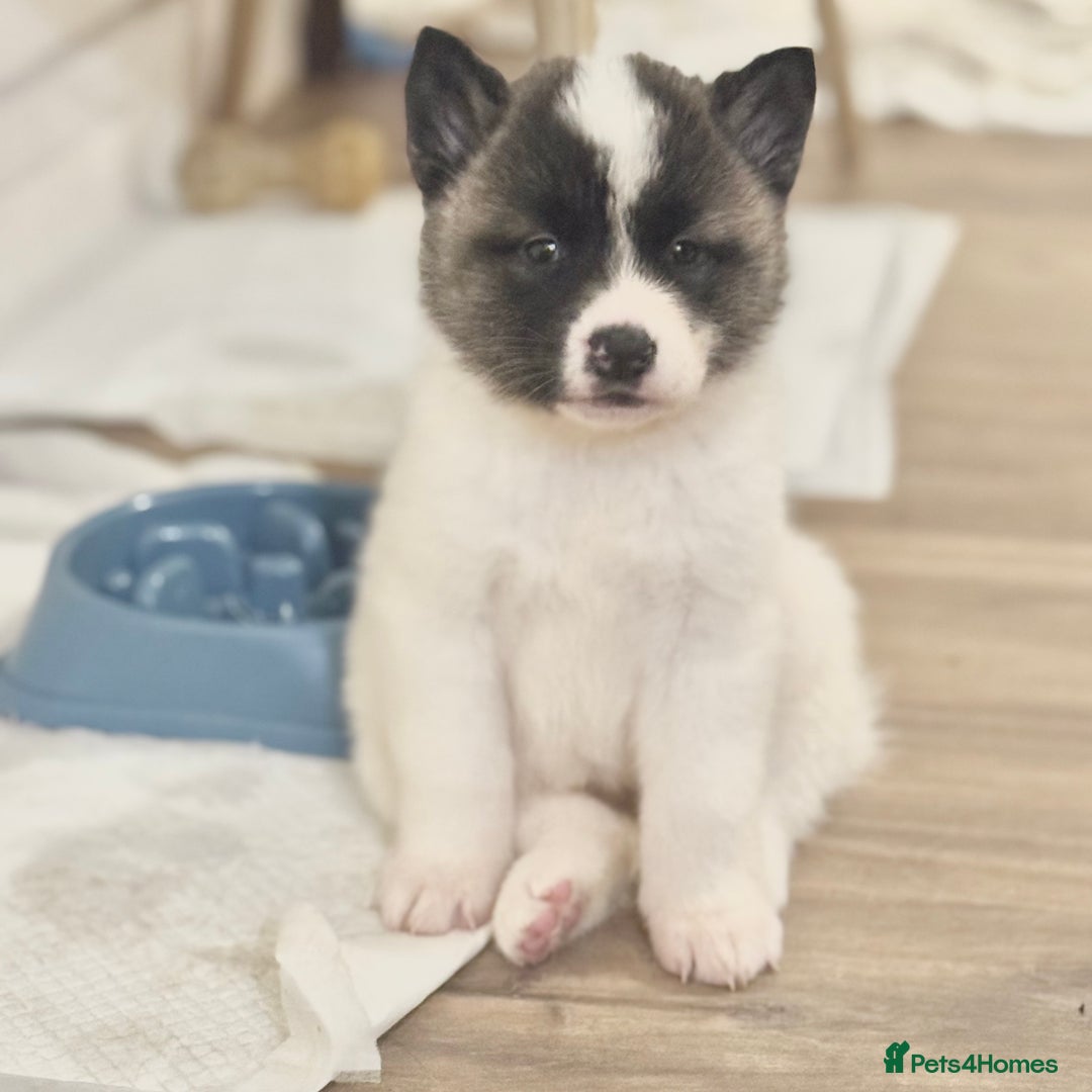 Akita dogs for sale: Quality Family Raised American Akita Puppies - Advert 21
