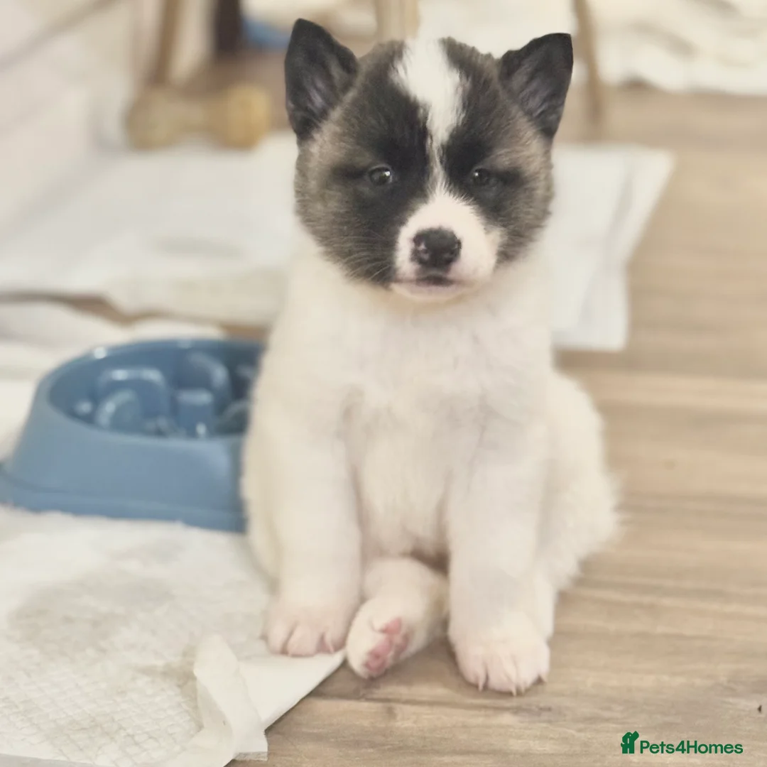 Akita dogs for sale: Quality Family Raised American Akita Puppies - Advert 14