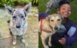 Mixed Breed dogs for adoption: 💙🐶 NICK(8 month) & ❤️🐶 MAILY (1 year)  - Advert 2