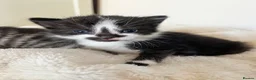 Turkish Angora cats for sale: Four Adorable Kittens!  - Advert 2