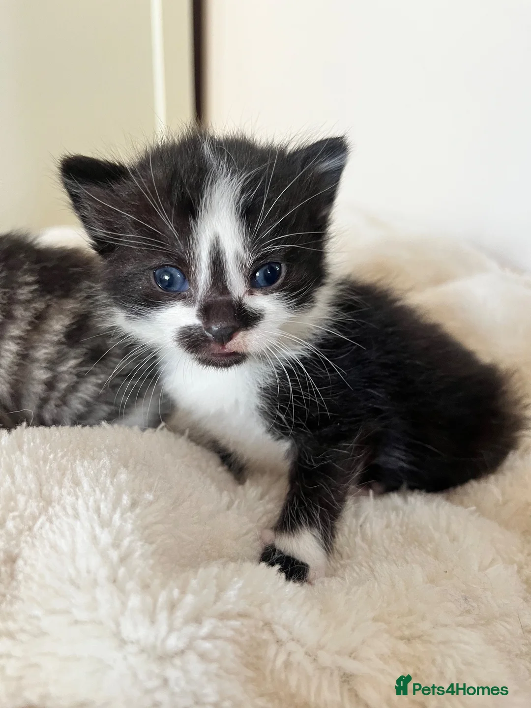 Turkish Angora cats for sale: Four Adorable Kittens!  - Advert 2