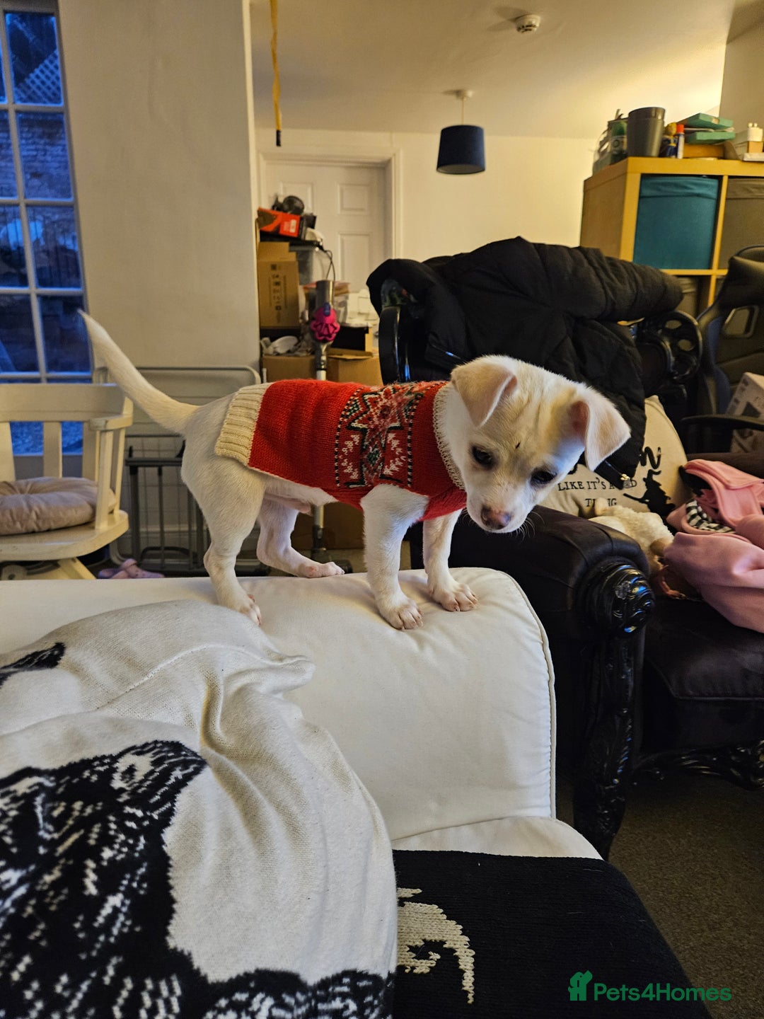 Chihuahua dogs for sale: Seeking good home for our sweet boy - Advert 4