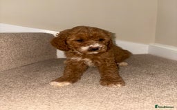 Cavapoo dogs for sale: Stunning F1b Deep Fox Red Toy cavapoos - Image 9