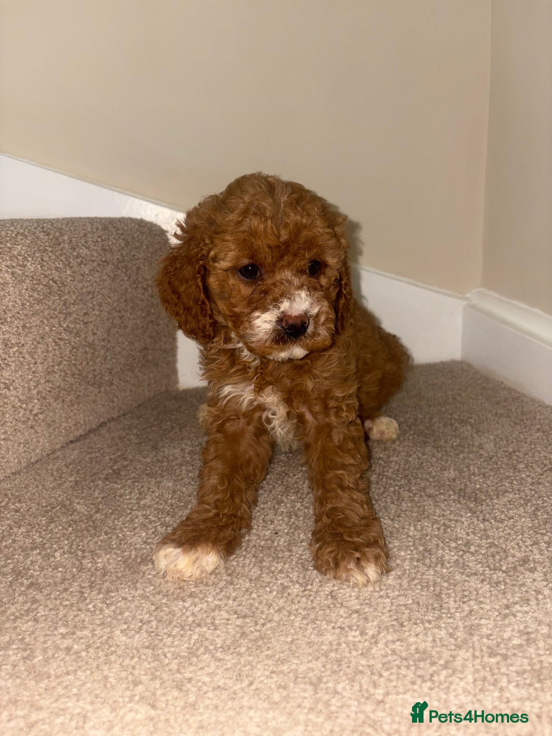 Cavapoo dogs for sale: Stunning F1b Deep Fox Red Toy cavapoos - Image 9
