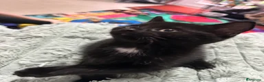 Domestic Shorthair 2, 8 weeks old 