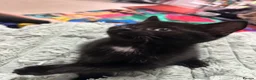 Domestic Shorthair cats for sale: 5 Beautiful kittens, READY TO GO!  - Advert 21