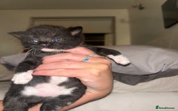 British Shorthair cats for sale: two female black and white kittens - Image 1