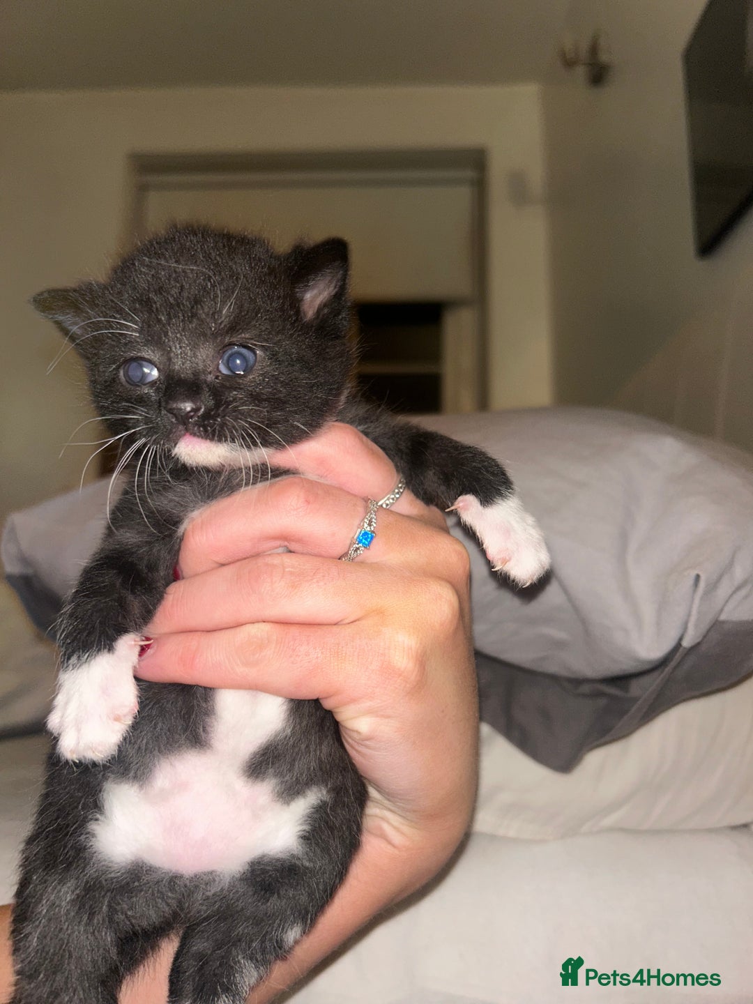 British Shorthair cats for sale: two female black and white kittens - Image 1