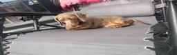 Miniature Dachshund dogs for stud: Milo “Gre Cyrus” in Newport - Advert 6