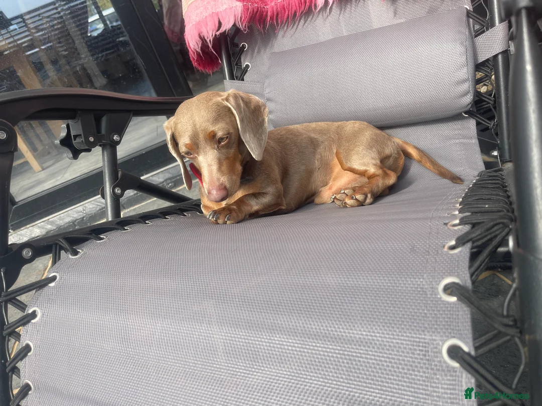 Miniature Dachshund dogs for stud: Milo “Gre Cyrus” in Newport - Advert 6