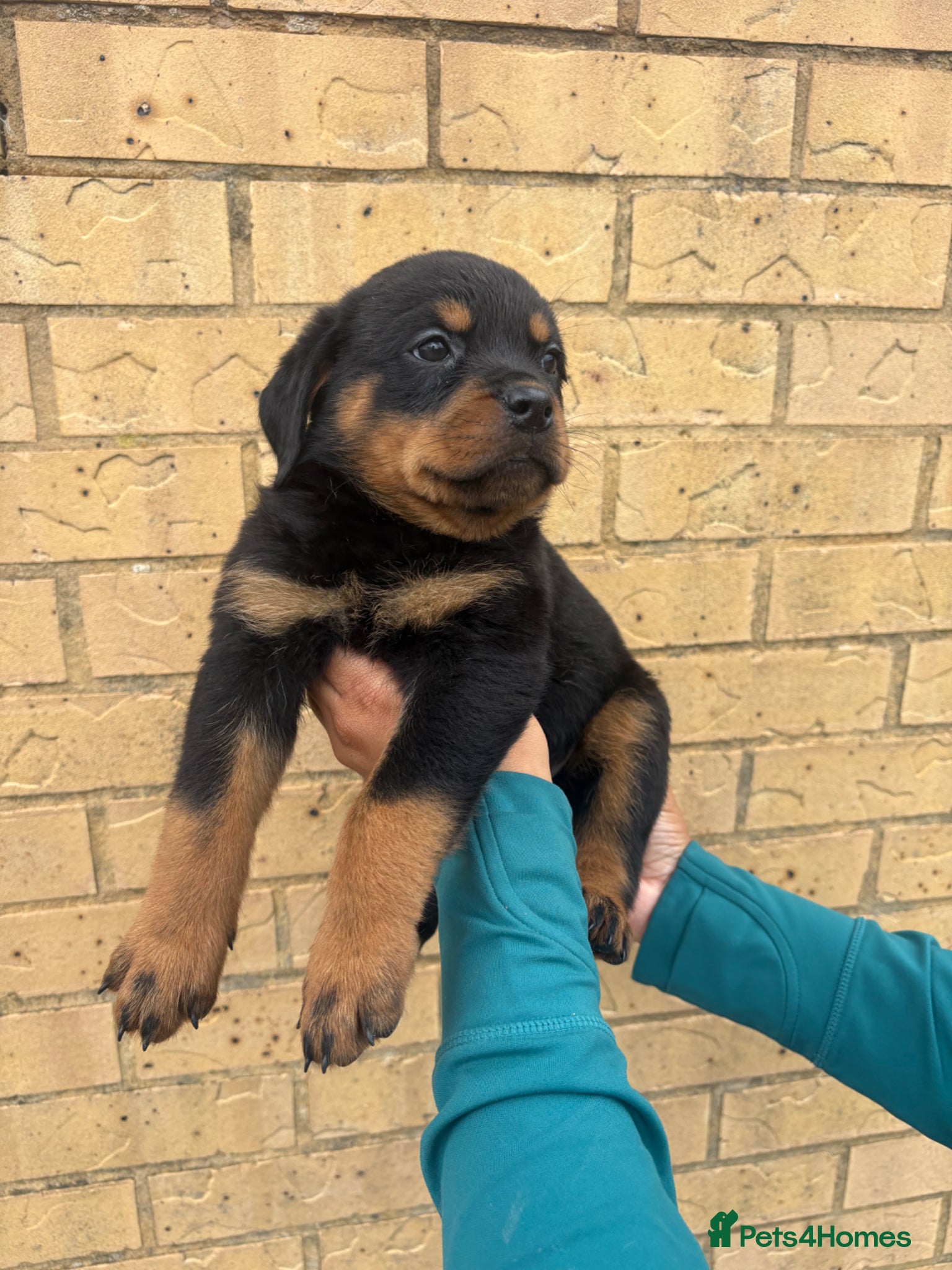 Rottweiler dogs KC Reg Rottweiler Puppies 🏆 (IMP bloodline) - Advert 6