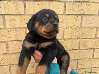 Rottweiler dogs KC Reg Rottweiler Puppies 🏆 (IMP bloodline) - Advert 6