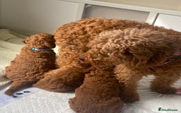 Labradoodle dogs for sale: Stunning red miniature labradoodle puppies - Image 6