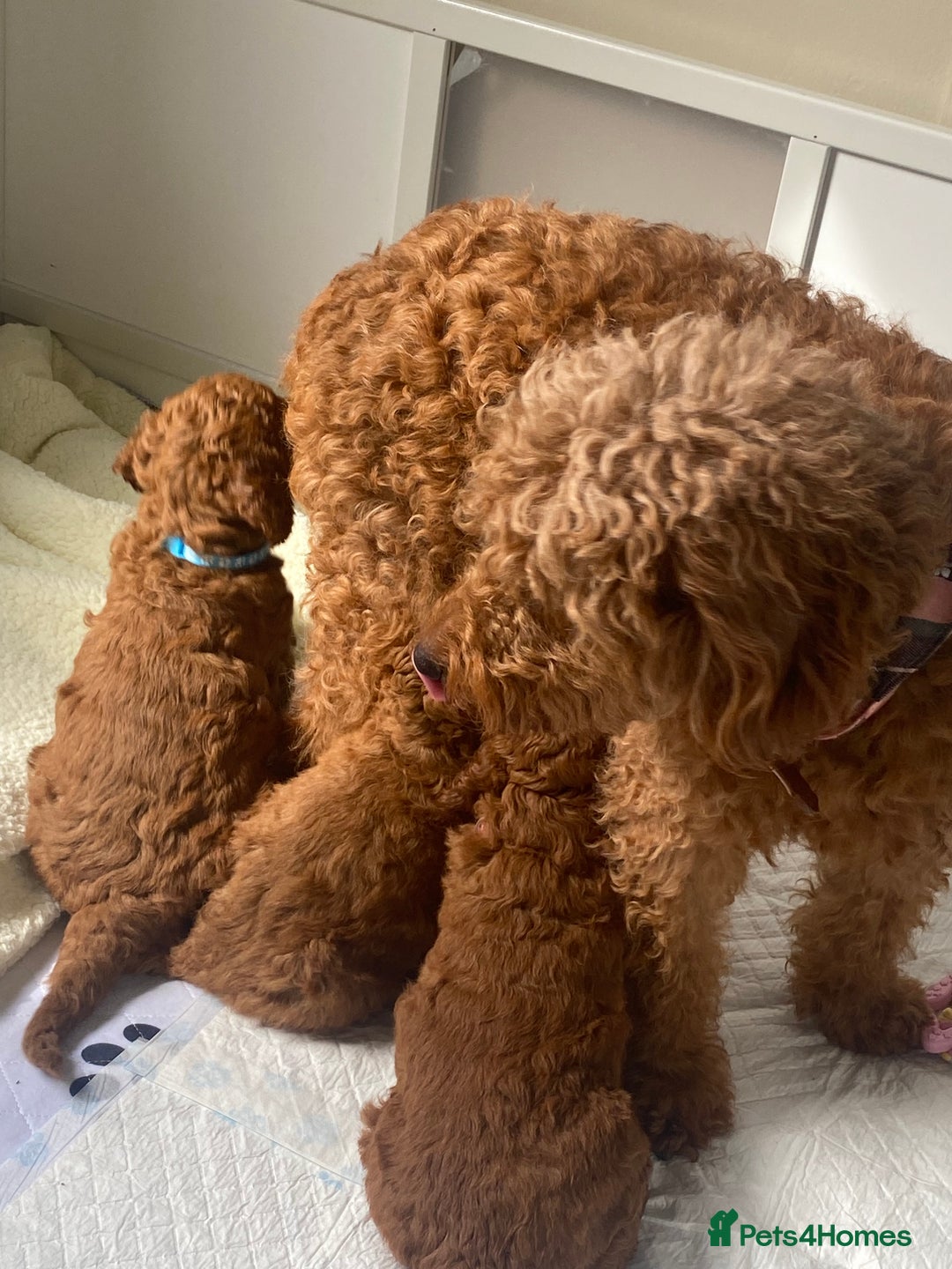 Labradoodle dogs for sale: Stunning red miniature labradoodle puppies - Image 6