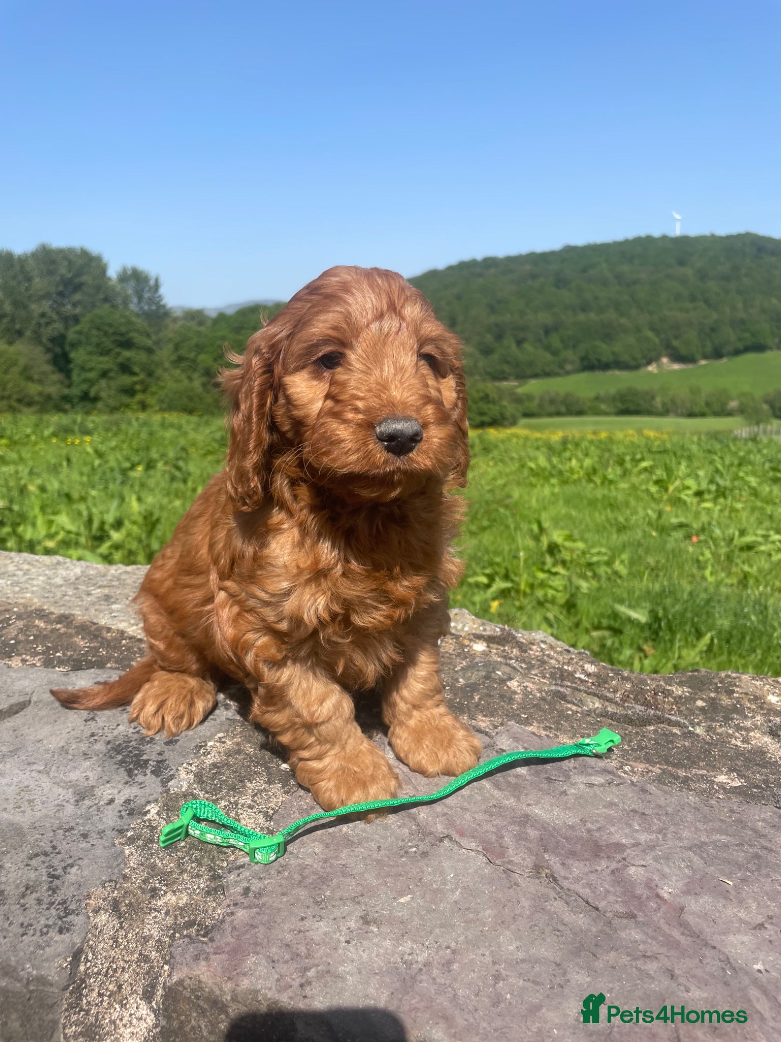 Cockapoo dogs 6 Gorgeous Cockapoo Pups ready for forever homes - Advert 2