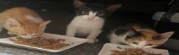 Mixed Breed cats for sale: Mixed breeds long and short haired domestic in Basildon - Advert 9