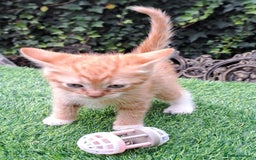 Mixed Breed cats for sale: Gorgeous Ginger Maine Coon x Kittens - Image 16